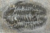 Bargain, Detailed Gerastos Trilobite Fossil - Morocco #363948-2